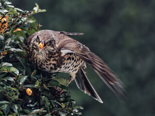 A Mistle Thrush (Turdus viscivorus) eating orange berries