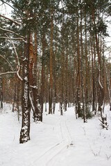 Fototapeta premium Pine forest in winter with lots of fresh snow