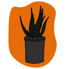 aloe vera, aloe plant, a genus of succulent plants of the family Asphodelic subfamilies Asphodelic plant aloe helps in the treatment of viral diseases, aloe strengthens the immune system, picture for 