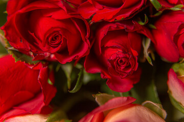 Red roses for the holiday on a dark background, Valentine's Day, March 8.