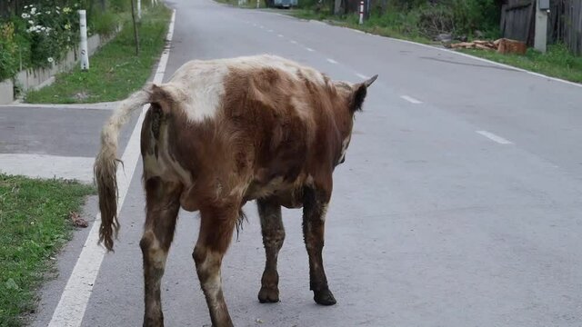 Georgian Cow cow defecating in the middle of a rural asphalt road avenue