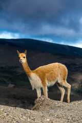 beautiful vicuñas in the chimborazo 