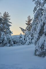 Snow-covered trees in the winter forest at sunset.