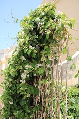Fototapeta na wymiar Climbing shrub Madagascar jasmine with white flowers, Malta