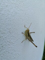 grasshopper on the ground