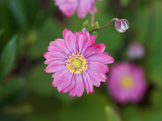 Obraz premium Anémone hybride du japon à couronne de pétales doubles rose sur hampe florale rougeâtre dans un feuillage vert, duveteux, palmé et lobé