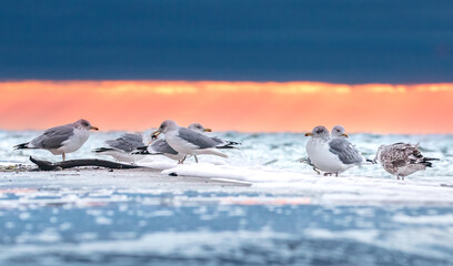 möwen bei sonnenuntergang