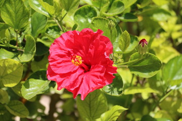 Red Hibiscus flower, Malta © ClaraNila