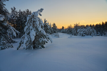 A snow-covered clearing in the woods at sunset.