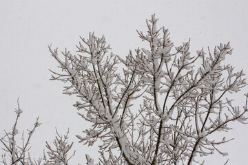 snow covered branches