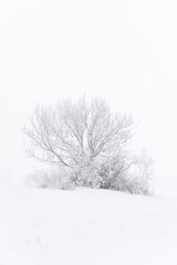 Fototapeta na wymiar Baum schneebedeckt auf der Schwäbischen Alb