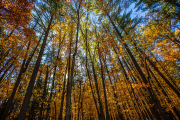 Naklejka premium Colorful, Wisconsin, autumn trees in October during the morning