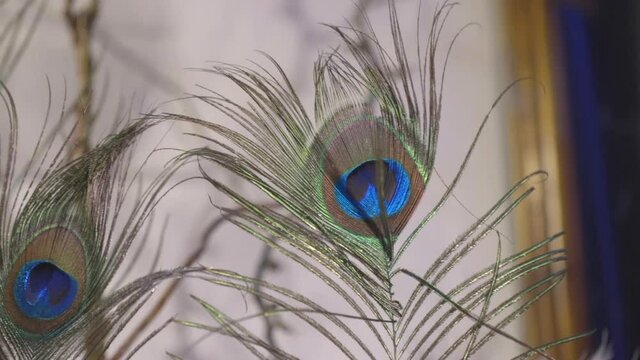 Peacock Feather Images – Browse 241,967 Stock Photos, Vectors, and Video