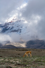 beautiful vicuñas in the chimborazo 