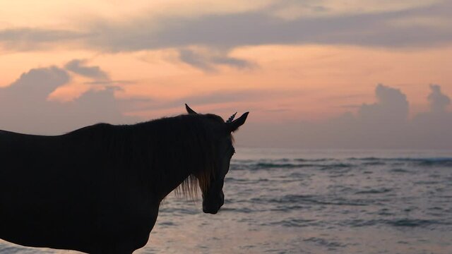 Ancient unicorn a wild beastly creature stands on beach during magical sunrise