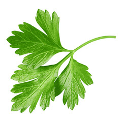 Parsley isolated on white background, clipping path, full depth of field