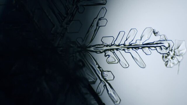 Snowflake ice crystal stellar dendrite under microscope