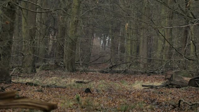 Static handheld shot of a deep forest in winter. Leaves all over the floor, trees blown over, mysterious.