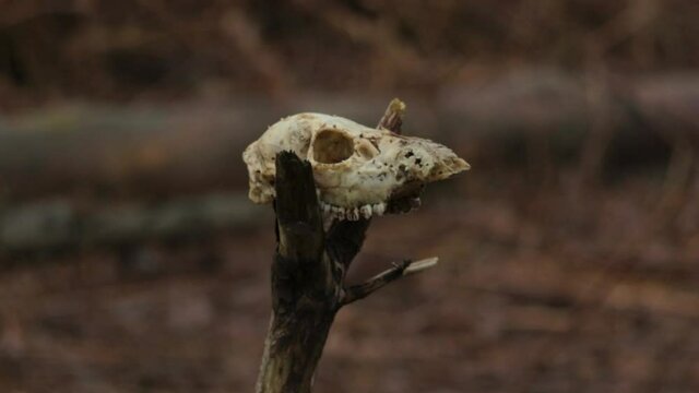 A close up shot, panning right of a Rabbits skull caught on a branch.