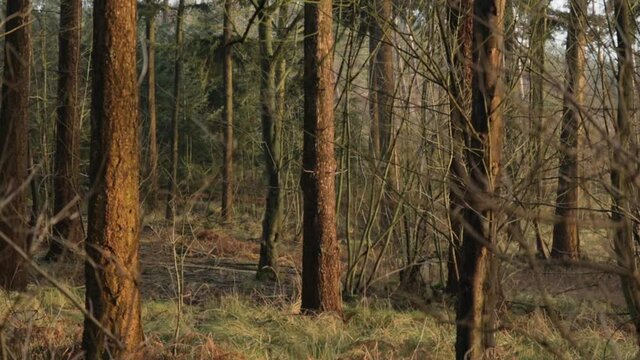 A slow pan right of some trees being hit by the low sun in golden hour