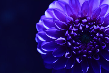 Deep blue flower of chrysanthemum