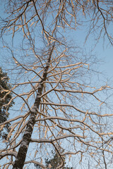 Winter  fresh snow clad woodland scenery with the mixed and coniferous trees