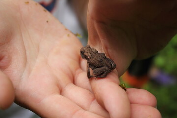 little frog sitting on his arm