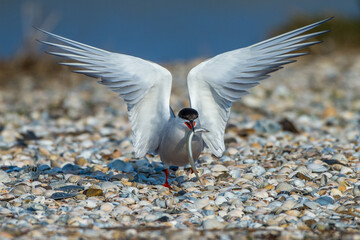 Flußseeschwalbe (Sterna hirundo) mit Sandaal