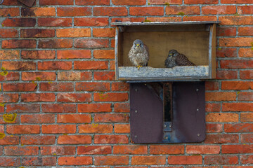 Turmfalken (Falco tinnunculus) im Nistkasten