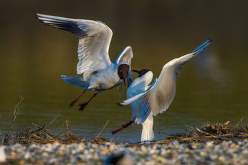 Lachmöwen (Larus ridibundus) streiten sich