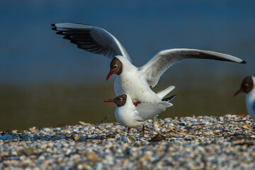 Lachmöwen (Larus ridibundus) bei der Paarung