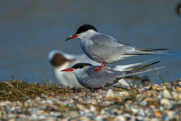 Flußseeschwalben (Sterna hirundo) beim Paarungsritual