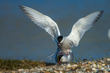 Flußseeschwalben (Sterna hirundo) beim Paarungsritual