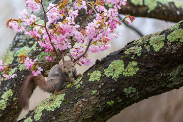 エゾリスと桜