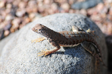 Desert spiny lizard basking on a sunlit rock, illustrating thermoregulation behavior, reptilian adaptation, and native species interaction with arid Southwestern desert microhabitats