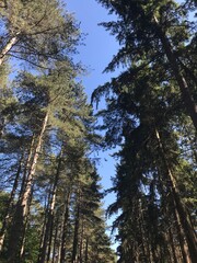 Into the woods