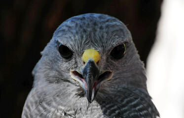 Obraz premium A front view of a gray hawk's head featuring a slight crest, pale face, sharp, hooked beak and yellow cere, with white and pale gray plumage accented by subtle streaks of darker feathers