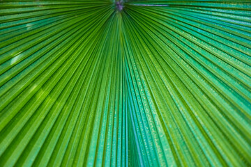 Obraz premium Beautiful close-up of a fan palm.