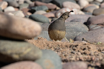 Shy, demure female Gambel’s Quail on edge of river of rocks in Tucson, Arizona, United States