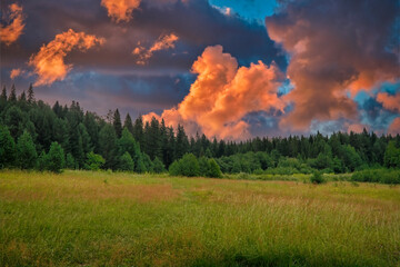 Fototapeta na wymiar Summer landscape green meadow on a background of forest and sunset sky.
