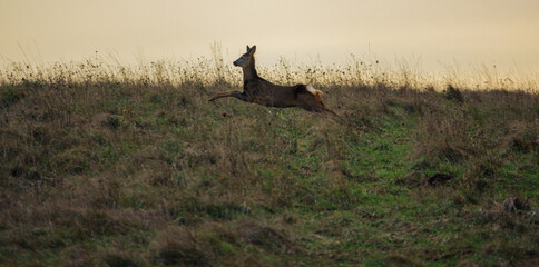 a roe deer in full flight, legs fully extended