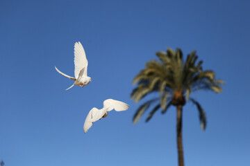 bird in flight