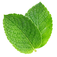 Spearmint leaf isolated on white background