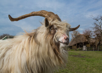 Long horned， long hair Dutch sheep
