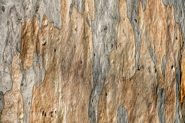 Gum Tree Bark