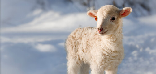 One day old Easter lamb from a Slovak farm. Tiny lamb in the winter landscape. Banner photo.