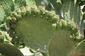 Opuntia ficus indica on Malta