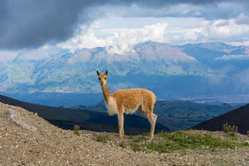 Fotobehang beautiful vicuñas in the chimborazo  © ecuadorplanet 