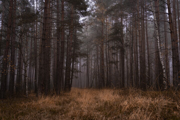 Dark forest with fog trees and cold weather