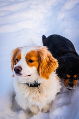 cavalier spaniel doggies playing in the snowy forest